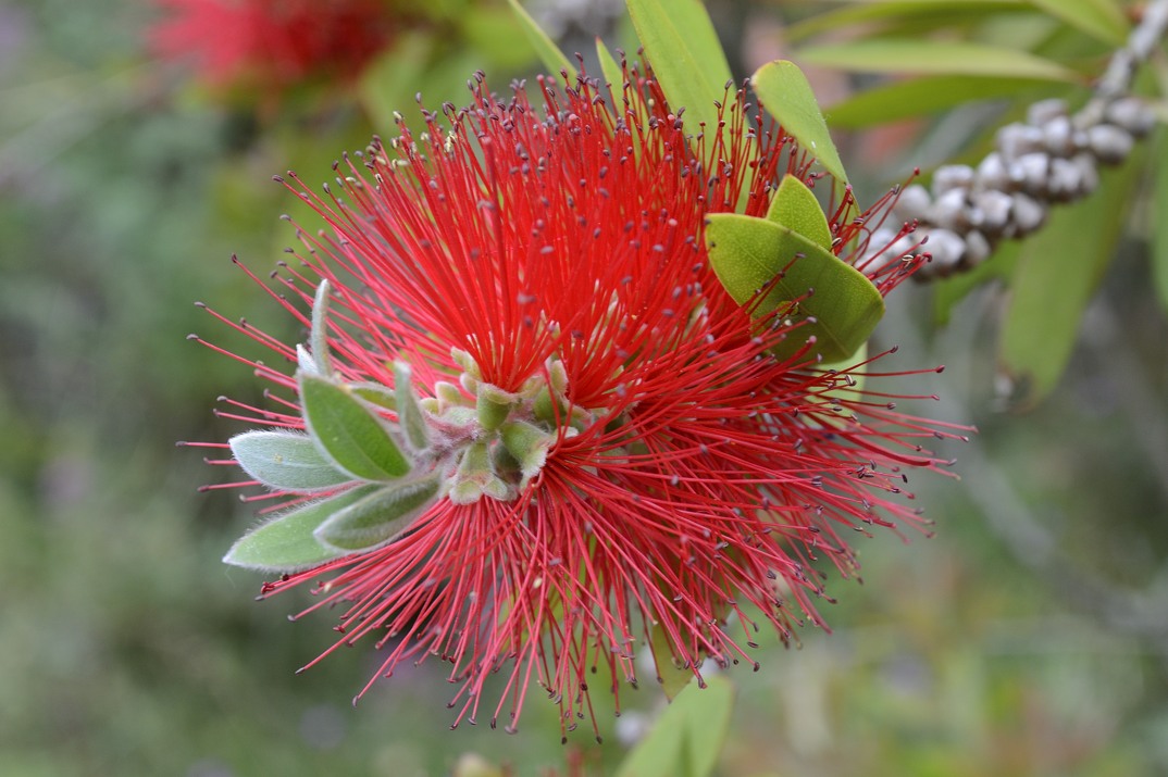 Callistemon sp.